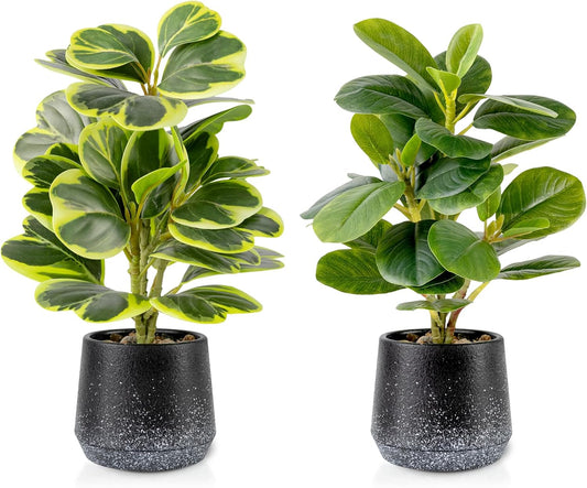 2 Pack Faux Peperomia Plants in Pots – 11" Small Artificial Greenery, Evergreen & Maintenance-Free for Home or Office