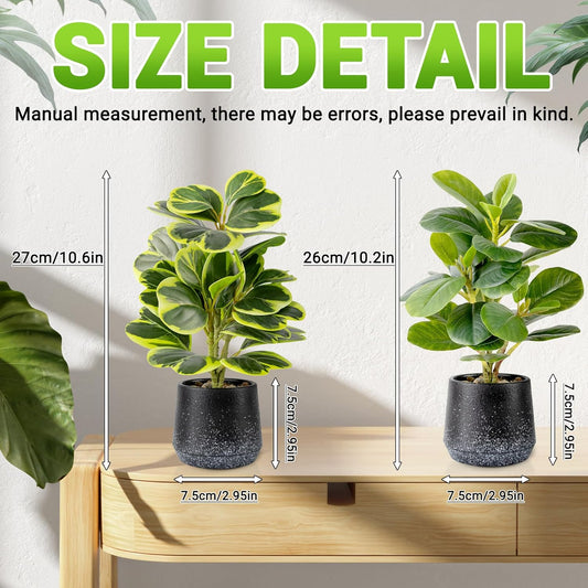 2 Pack Faux Peperomia Plants in Pots – 11" Small Artificial Greenery, Evergreen & Maintenance-Free for Home or Office